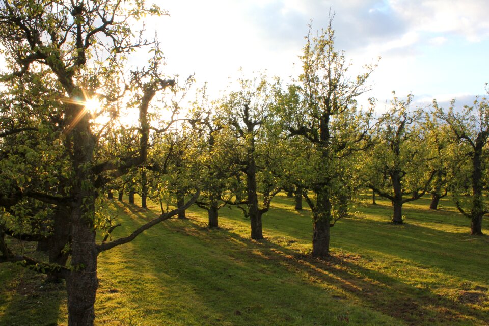 Orchard sun shadow