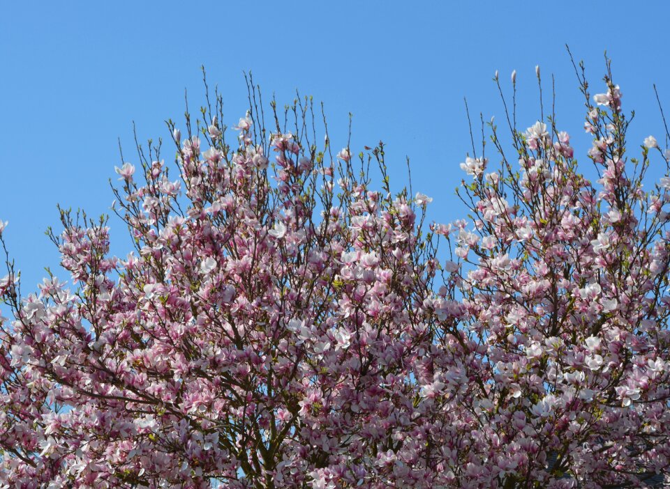 Nature garden spring