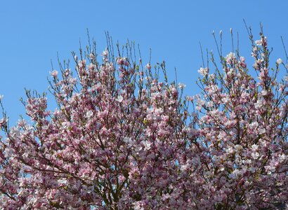 Nature garden spring