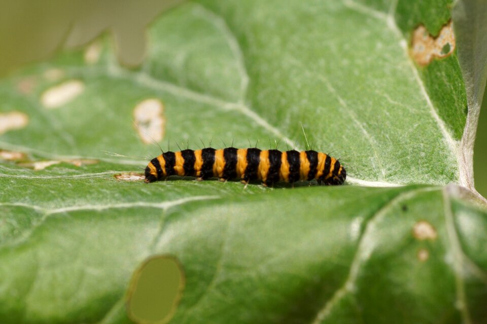 Animal nature close up