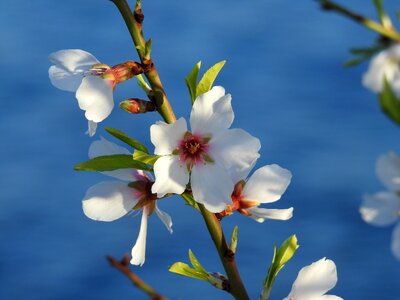 Flower nature spring photo