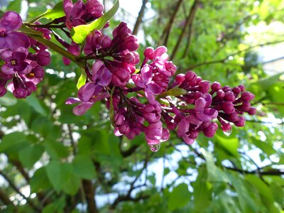 Blossom bloom violet