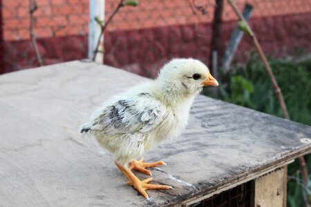Closeup poultry chick