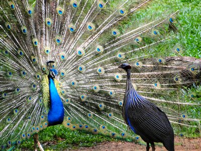 Wildlife feather animal