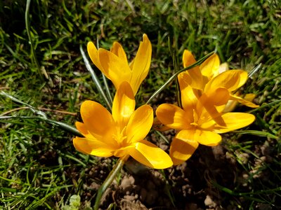 Flowers spring crocus