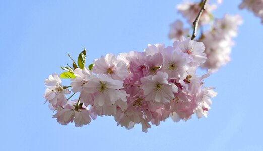 Bloom blossom pink