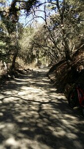 Hiking trail forest california