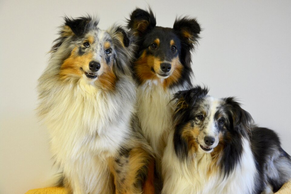 Pets female islands of scotland