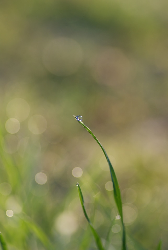 Meadow dew dewdrop