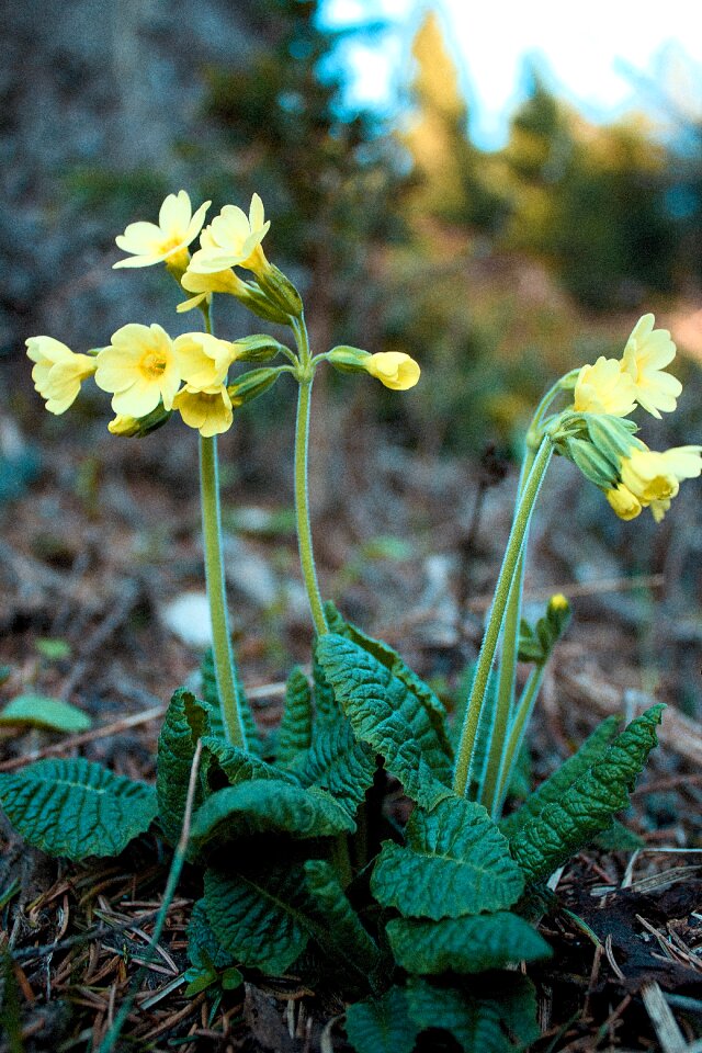 Spring nature primrose