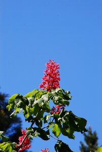 Red flower blue sky garden