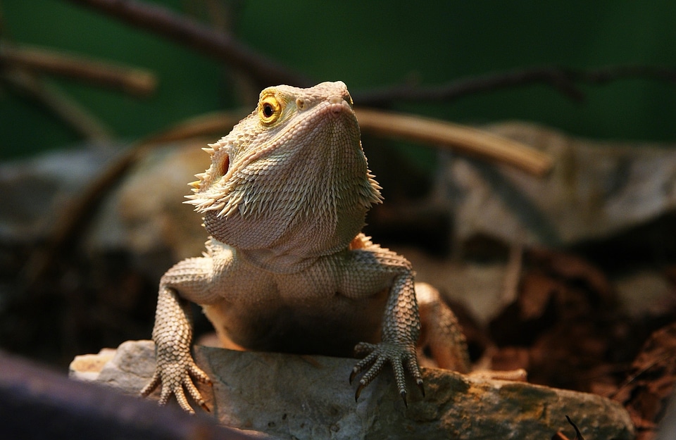 The lizard animals zoo