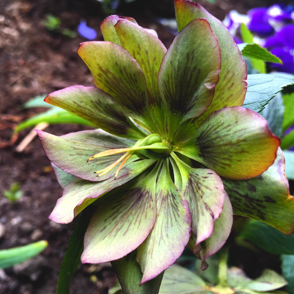 Hellebore green evergreen