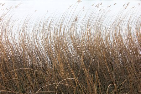 Wind wavy landscape