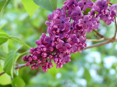 Bloom spring bush