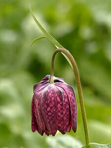 Fritillaria meleagris violet spring photo