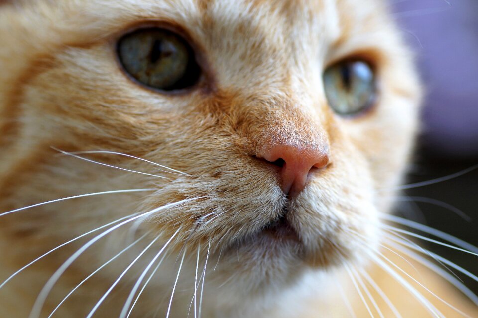 Pet view cat's eyes