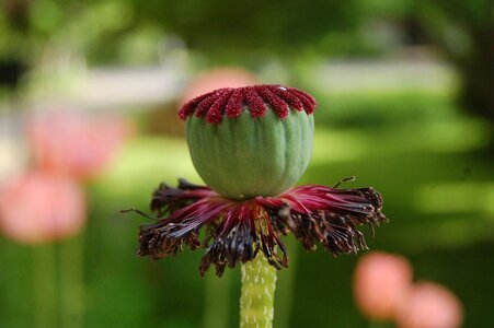 Poppy withered flowers core