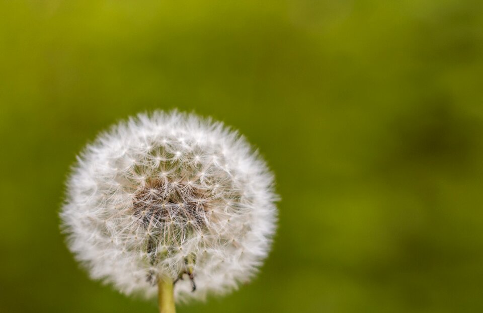 Close up macro nature