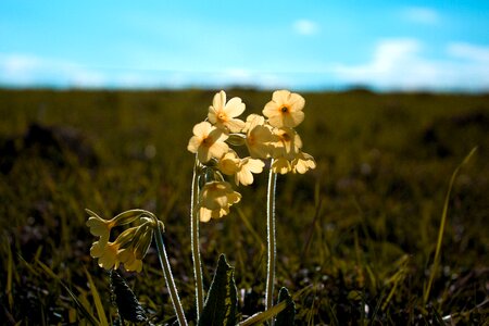 Spring nature primrose