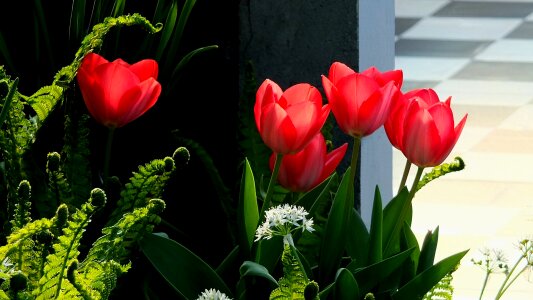 Spring april spring flowers