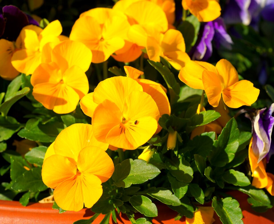 Spring close up violaceae