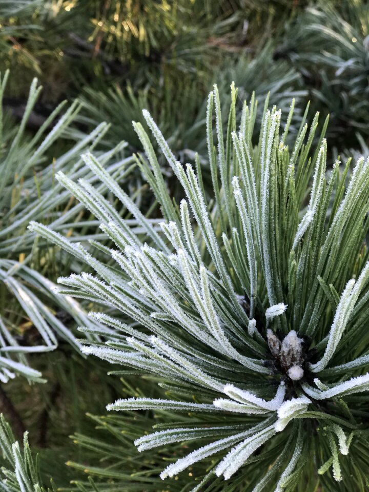 Winter hoarfrost frost