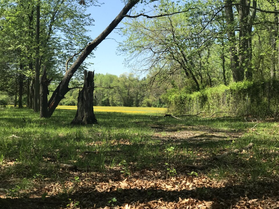 Spring landscape