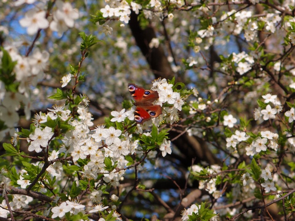 Butterfly peacock spring