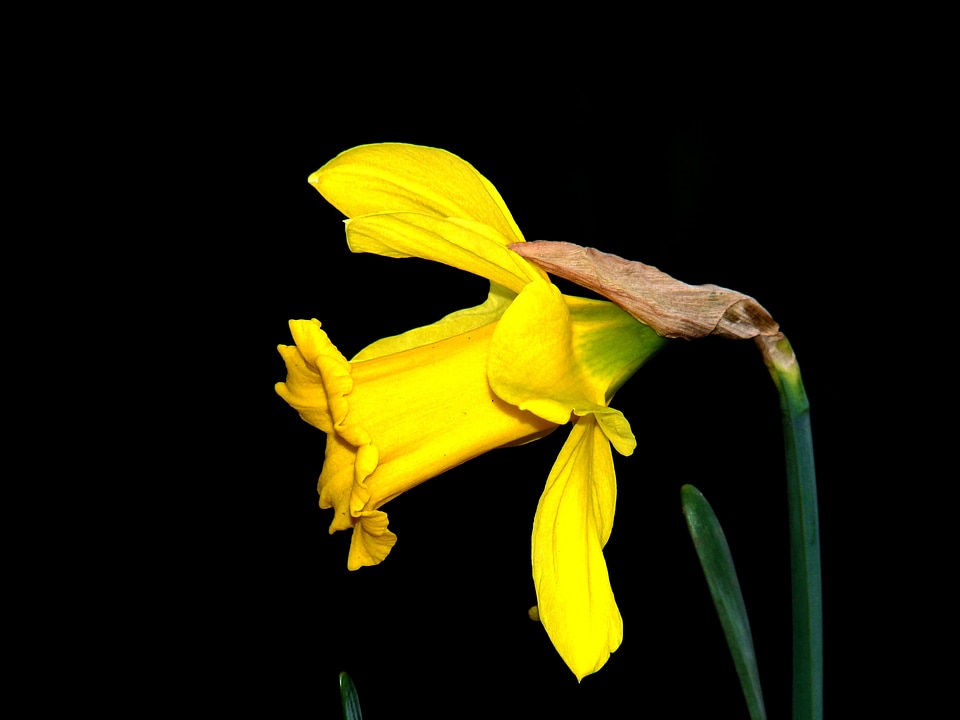 Garden spring daffodil photo