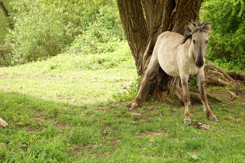 Horses horsehead animals