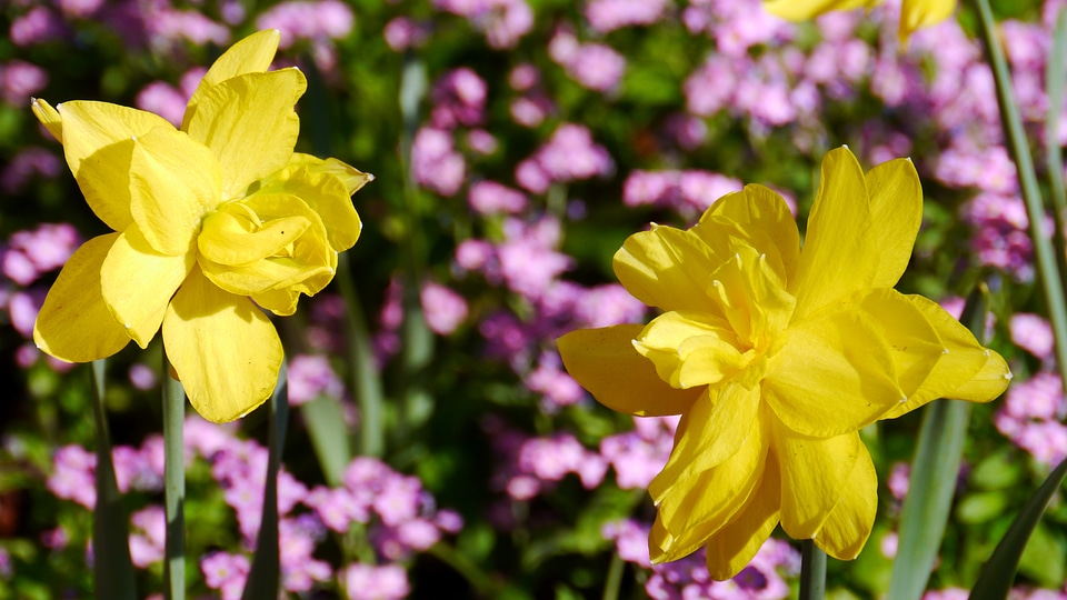 Spring spring flowers sunshine photo