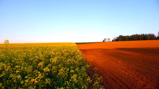 Rape blossom nature abendstimmung photo