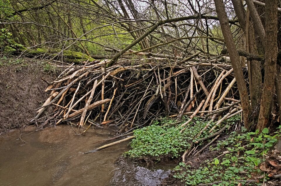 The founding fathers poland forest