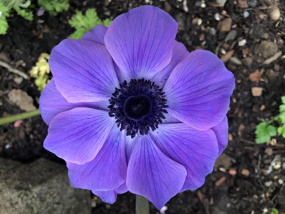 Flower bloom garden