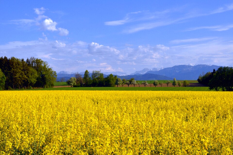 Blooming rape field kelly nature