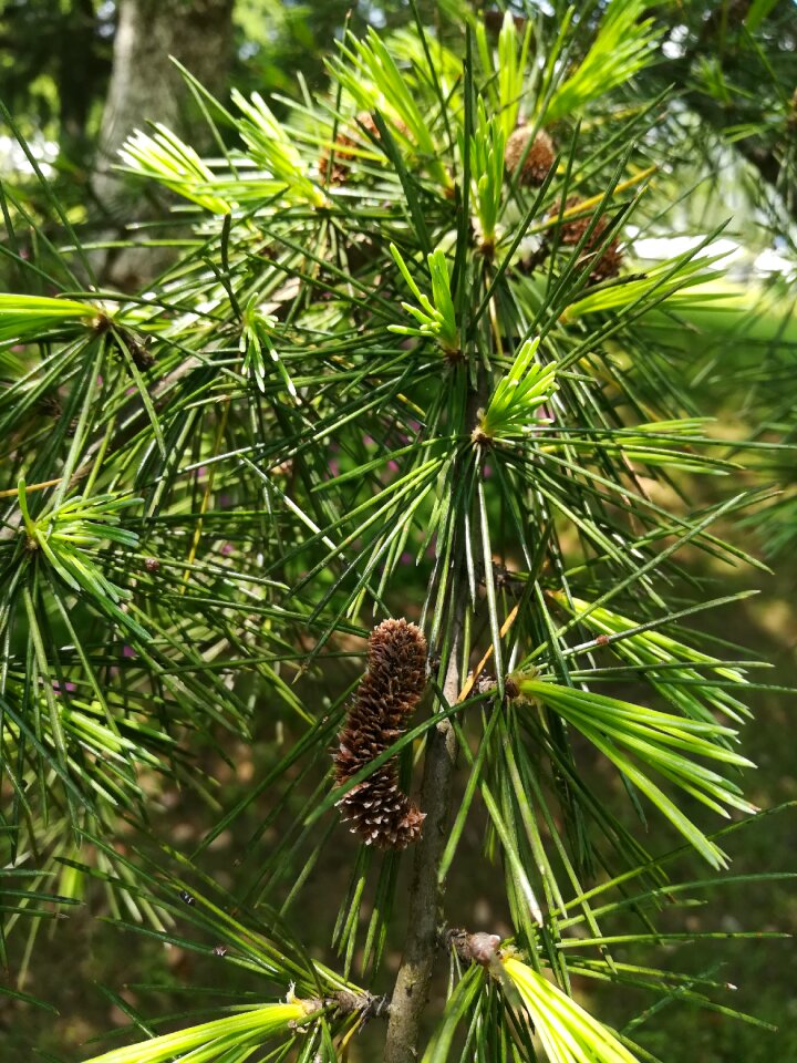 Green leaf pine needles natural