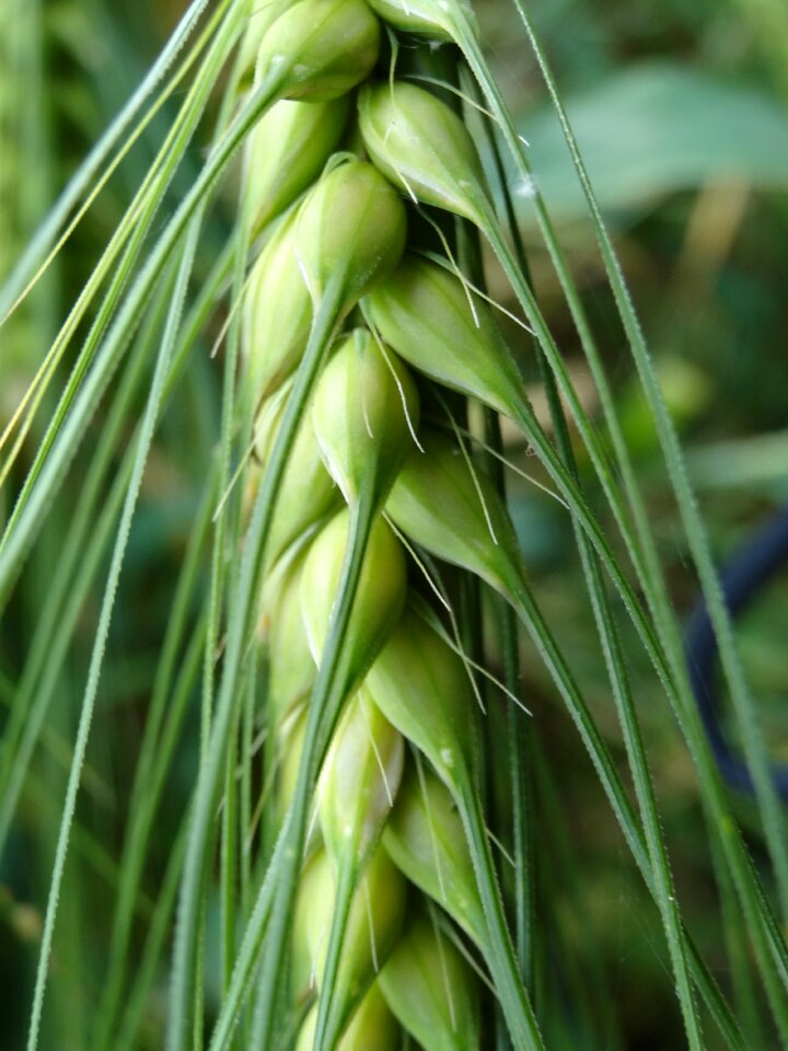 Field harvest grain