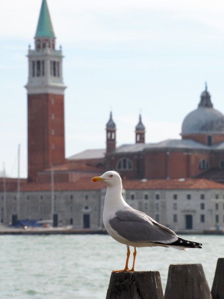Bird italy building