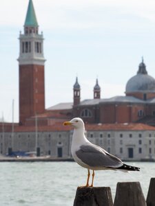 Bird italy building photo