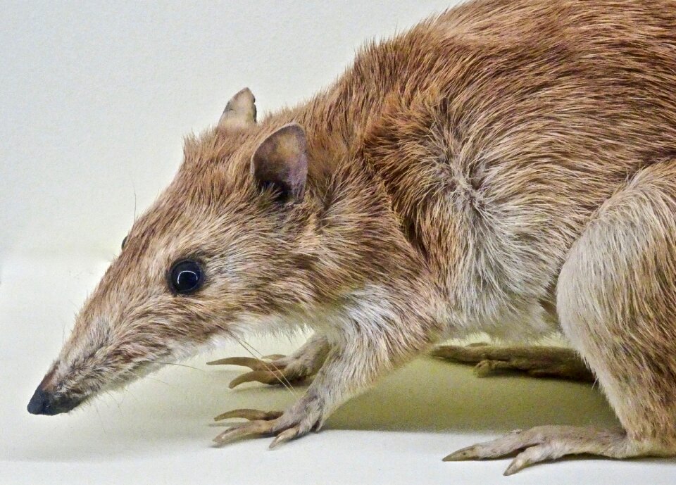 Wildlife cute native