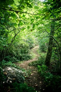 Green trees nature