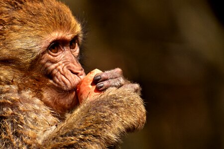 Cute endangered species monkey mountain salem