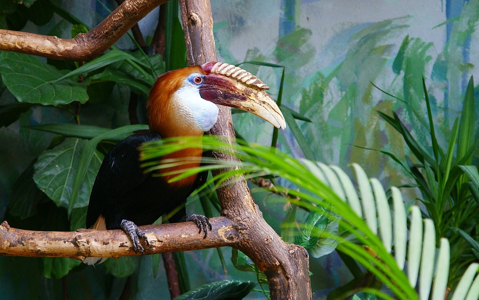 Toucan zoo warsaw photo