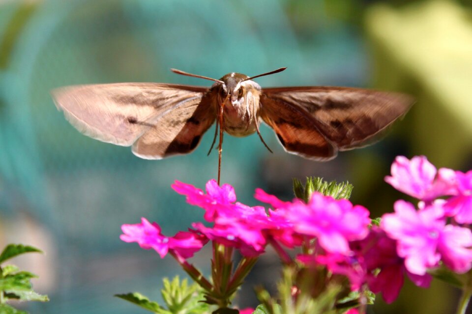 Garden nature nectar