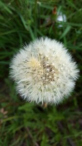 Dandelion fluff flower