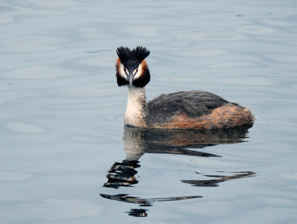 Duck lake nature