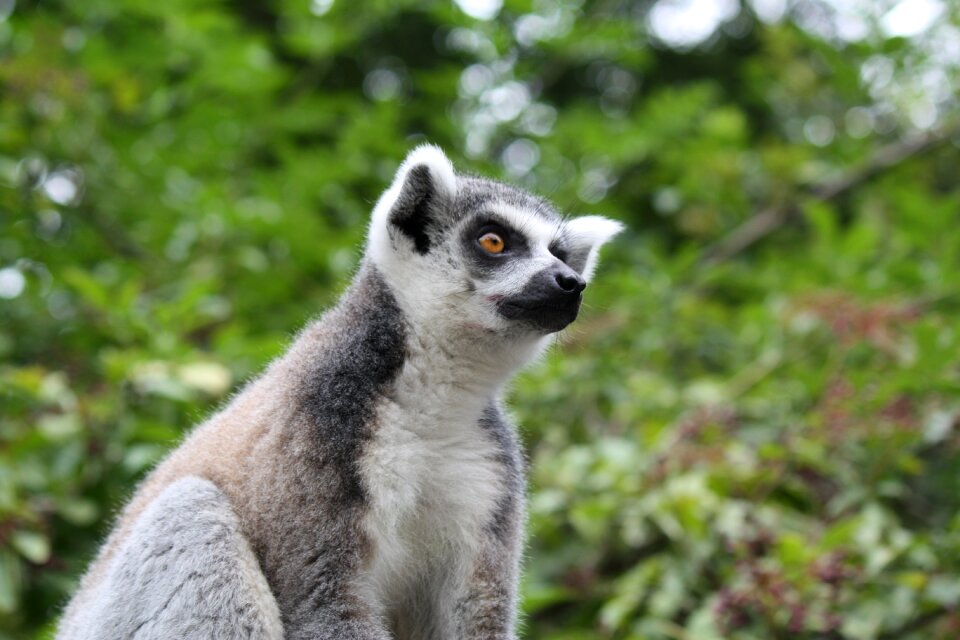 Nature madagascar lemurs