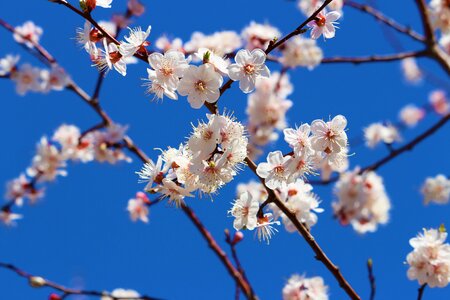 Blue sky apricot white blue photo