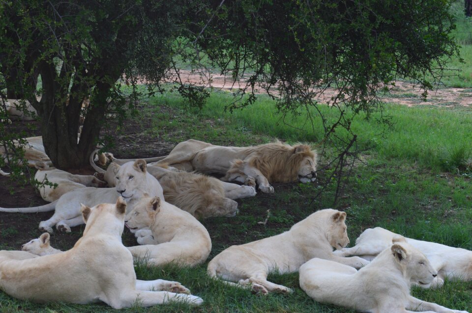South africa lions park white lions
